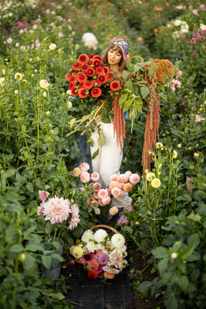 Portrait of a woman with lots of freshly picked up colorful dahlias and lush amaranth flower on rural farm during sunsetの写真素材