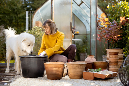 Woman plants flower bulbs in clay jugs for growing in glass orangery at garden, white dog stands nearby. Florist gardening at beautiful backyard on sunny morningの写真素材