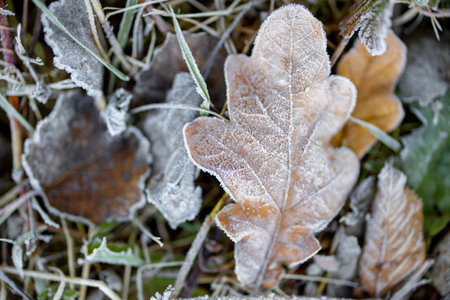 Close-up of frozen oak leaves on grass outdoors, background imageの写真素材