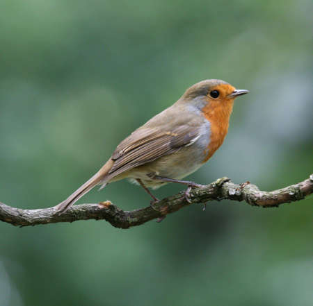 Robinの写真素材