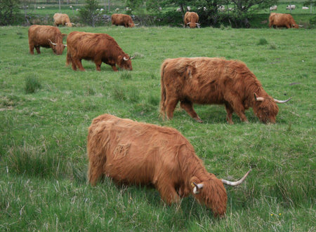 Highland Cattle