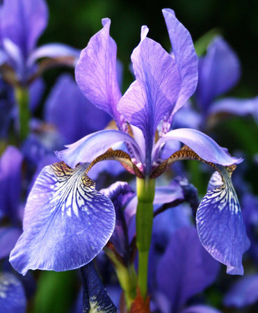 Iris flower