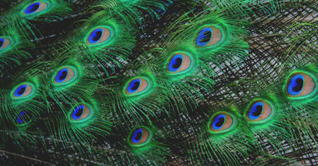 Peacock feathers