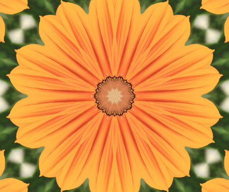 Orange flowerの写真素材