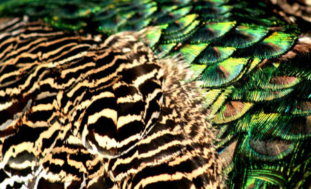 Peacock feathers