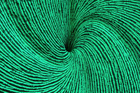 Green Spiralの写真素材