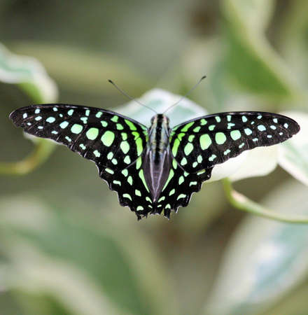 Green and black butterflyの写真素材