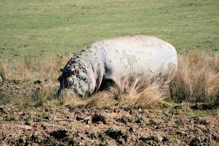 Hippopotamusの写真素材