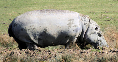 Hippopotamus
