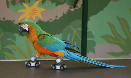 Parrot on roller skatesの写真素材