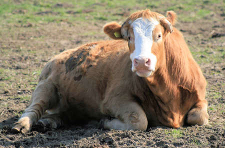 Brown and white cowの写真素材
