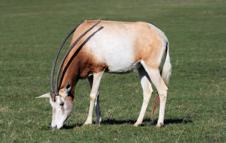 Scimitar-horned oryxの写真素材