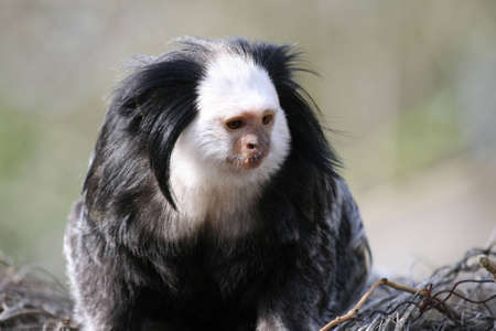 Marmosetの写真素材