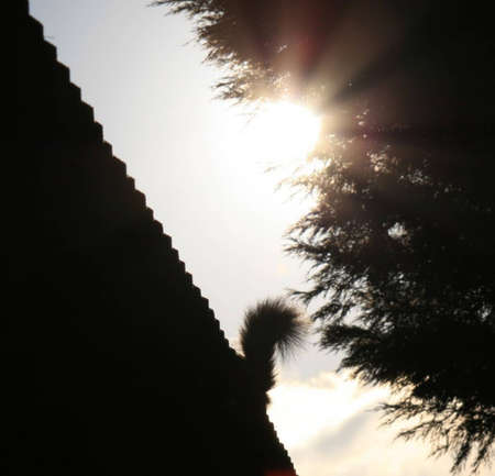 Squirrel tail over top of fenceの写真素材