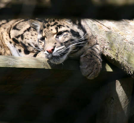 Clouded leopard in zooの写真素材