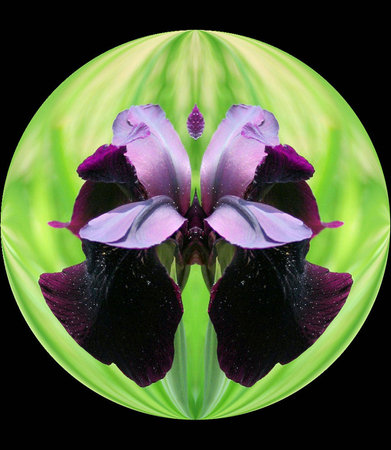 Purple iris flower in black circleの写真素材