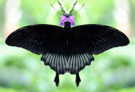 Black butterflyの写真素材