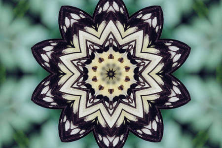 Black and white starの写真素材