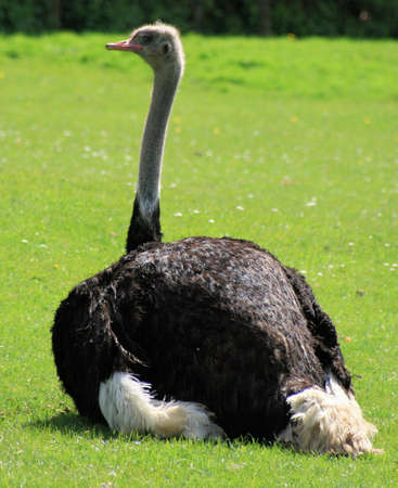 Ostrichの写真素材