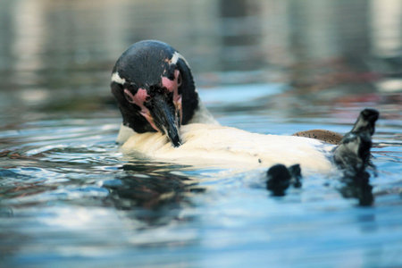 Penguinの写真素材