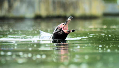 Penguinの写真素材