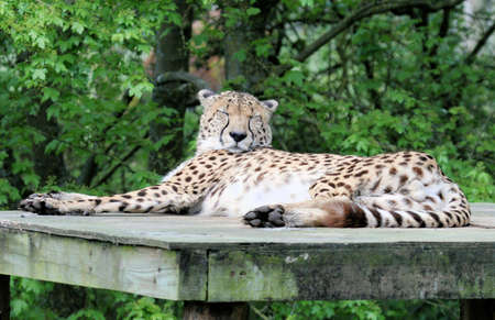 Cheetahの写真素材