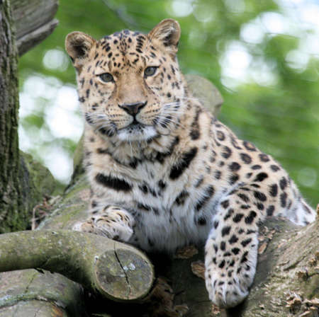 Leopardの写真素材