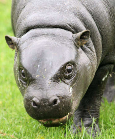 Pygmy Hippopotamusの写真素材