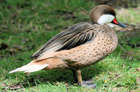 White cheeked pintailの写真素材