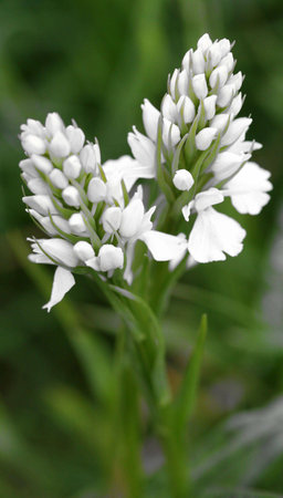 White Orchidの写真素材