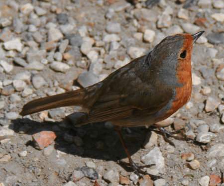 Robin