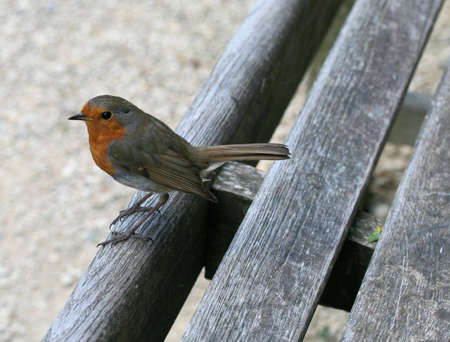 Robinの写真素材