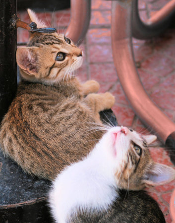 Kittens