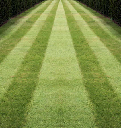 Striped lawn 2の写真素材