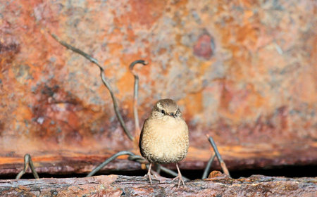 Fair Isle Wrenの写真素材