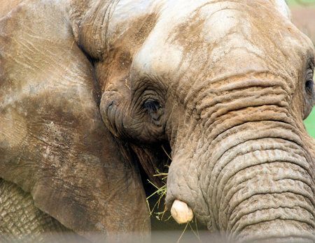 Elephant head