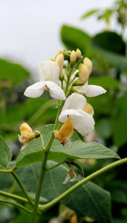 runner bean flowersの写真素材