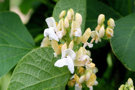 runner bean flowersの写真素材