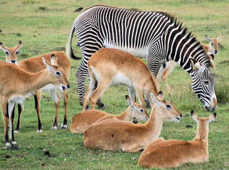 Zebra and deerの写真素材