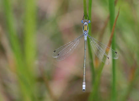 Emerald Damselfly insect on grass stalkの写真素材