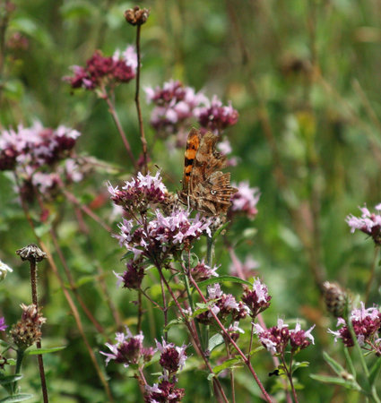 Comma Butterfly on a pink flower