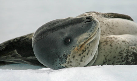 Leopard Seal の写真素材