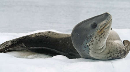 Leopard Seal  の写真素材