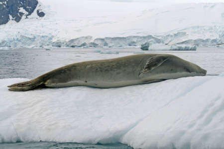 Crabeater Seal の写真素材