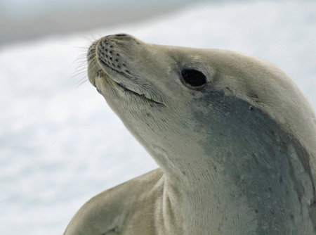Crabeater Seal の写真素材