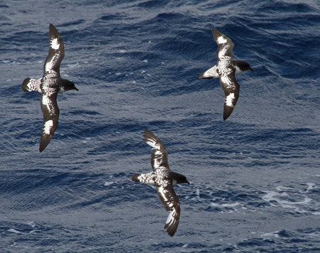 Pintadosの写真素材