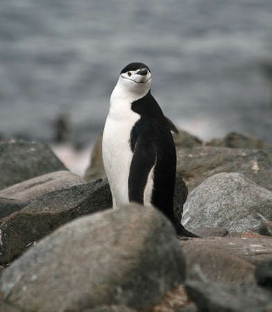 Chinstrap penguin 9の写真素材