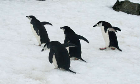 Chinstrap penguin の写真素材