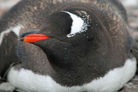 Gentoo penguin  の写真素材
