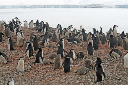 Chinstrap penguin colony の写真素材